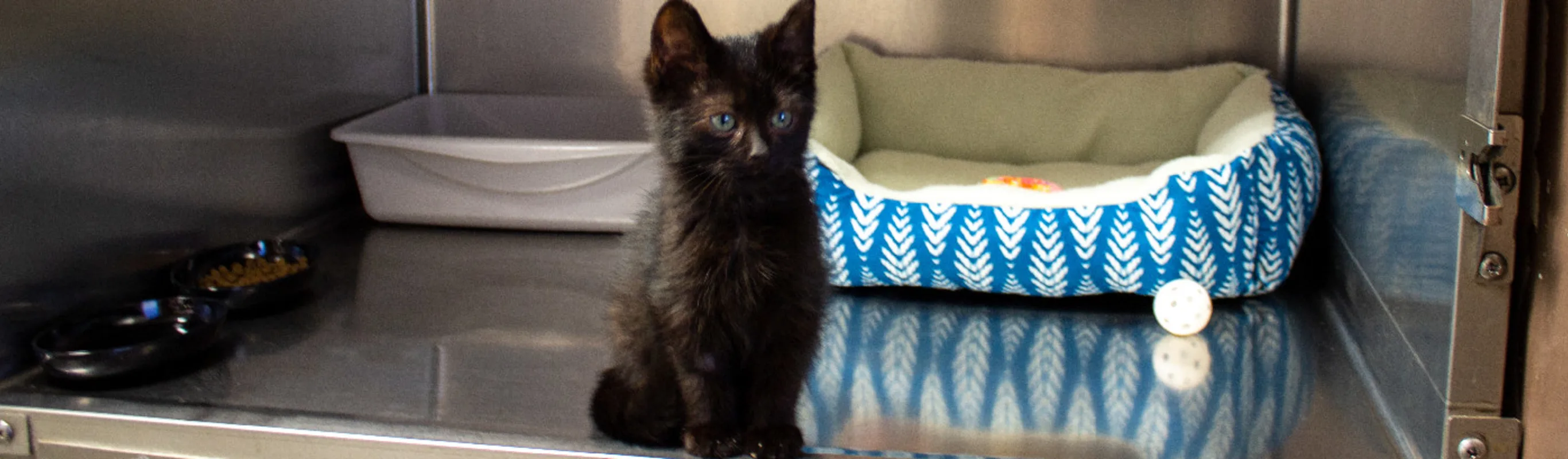 Black kitten with blue eyes sitting in kennel with supplies